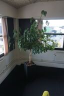 Plante