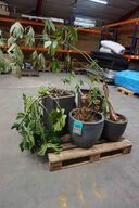 4 krukker/potter med blomster (MOMSFRI) 