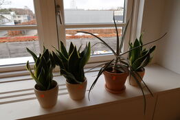 4 stk. planter i krukker