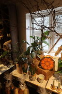 5 stk. planter i kurve/krukke