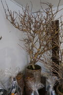 2 stk. krukker med tørrede grene