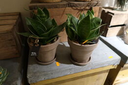 2 stk. planter i krukke