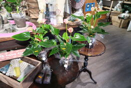 3 stk. planter i vaser