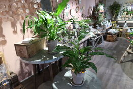 3 stk. planter i krukke