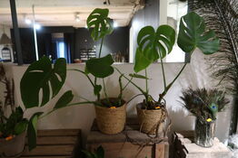 2 stk. planter i krukke