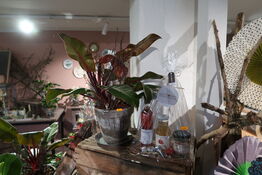 Gavekurv samt plante i krukke