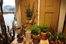 4 stk. planter i krukke