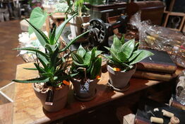 3 stk. blomster i krukke