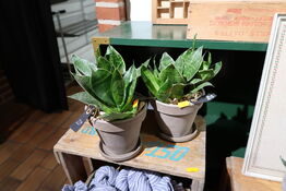 2 stk. planter i krukke