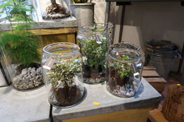 4 stk. planter i vaser