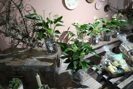 2 stk. planter i krukke