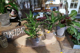 2 stk. planter i krukke