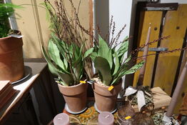 2 stk. planter i krukke
