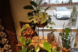 Plante i krukke samt dekoration