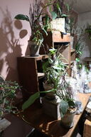 3 stk. planter i krukke