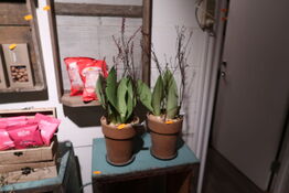 2 stk. planter i krukke