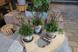 3 stk. planter i krukke