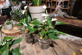 2 stk. planter i vaser