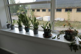 Div. Planter i krukke