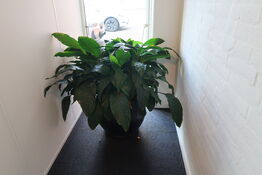 Plante i krukke