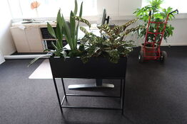 Plante i plantekasse