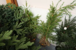 2 stk. kunstige træer