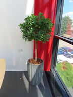 Plante i krukke