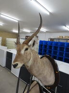 Jagttrofæ - Afrikansk Antilope