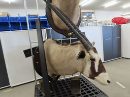 Jagttrofæ - Afrikansk Orxyantilope