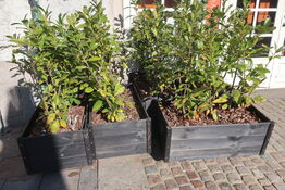 8 stk. plantekasser med planter