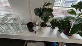 Kunstige Planter, 3 Lanterner