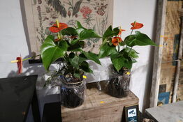 2 stk. planter i krukke