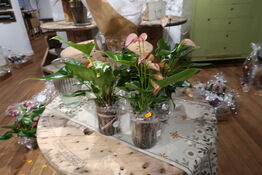 3 stk. planter i krukke