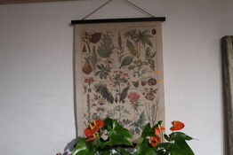 Plante plakat