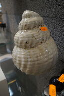 Parfume RACYNE GARDEN SONG