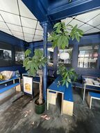 Forskellige planter i krukker