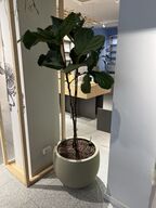 Plante i krukke Ø50xH180 cm