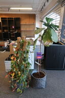 3 stk. Planter 
