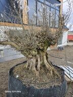 Stort og gammelt oliventræ