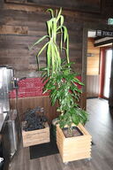 Div. Planter i krukker m.m.