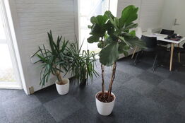6 stk. Træer/planter 