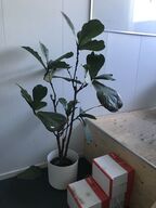 Plante 