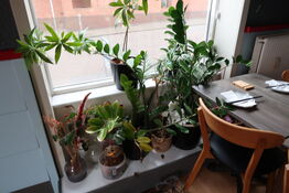 Div. Krukker med planter