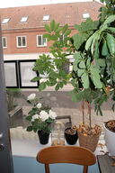 Plante i krukke, plakat samt pendel