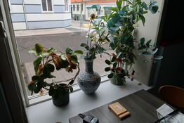 Div. Vaser og planter