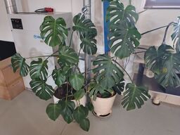 To grønne planter i krukker