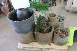 Parti Plantekrukker med indhold