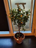 Kunstig citrusplante. 