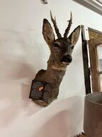 Jagttrofæ Rådyrhoved