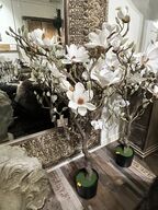 Magnolia træ 120 cm